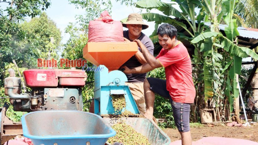 Thu hoạch cà phê xanh: Lợi bất cập hại