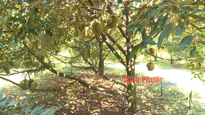 Thu nhập của dân cư nông thôn sẽ tăng 1,5 lần