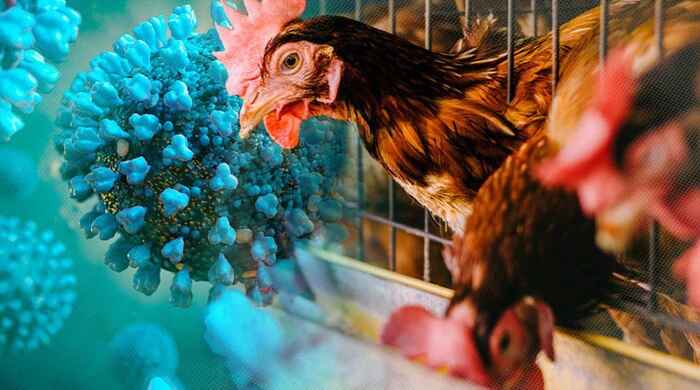 Canada phát hiện ca nhiễm virus cúm gia cầm đầu tiên ở người