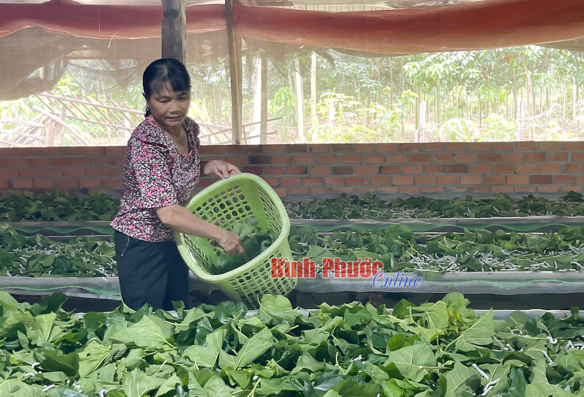 Đa lợi ích từ cây dâu tằm