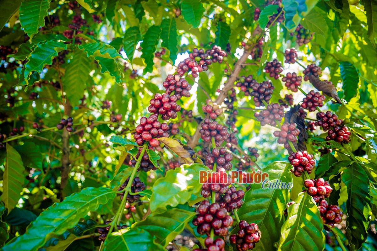 Đến năm 2030, giá trị sản phẩm từ cây công nghiệp chủ lực xuất khẩu đạt 450 triệu USD