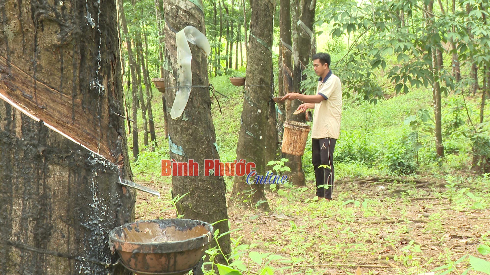 Giá mủ tăng nhưng không nên phá vỡ quy hoạch