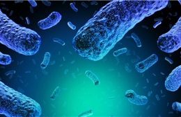 Mỹ: Thu hồi hàng chục tấn sản phẩm thịt và gia cầm do nguy cơ nhiễm khuẩn listeria