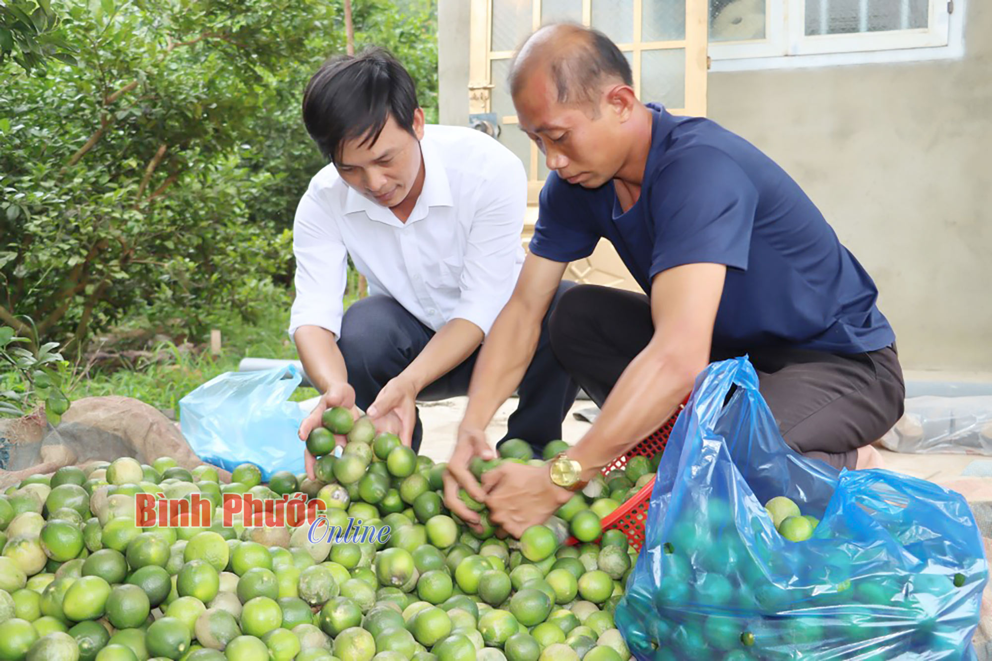 Thu nhập khá từ chanh bông tím