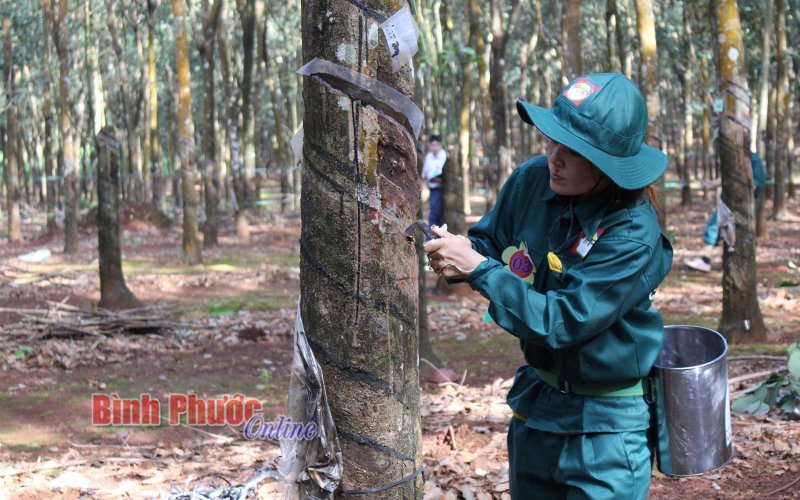 Năm 2020, Công ty Cổ phần đầu tư xây dựng cao su Phú Thịnh nộp ngân sách nhà nước 20 tỷ đồng