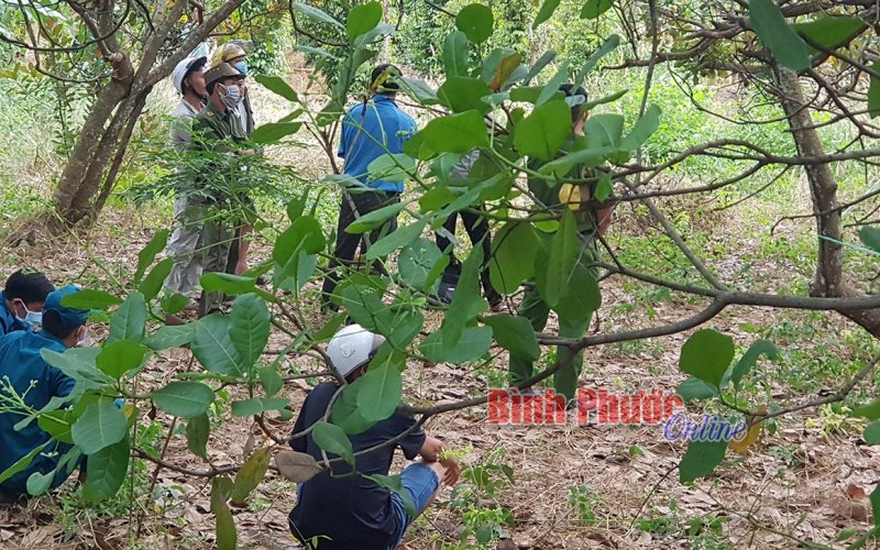 Tá hỏa phát hiện thi thể người đàn ông đang phân hủy trên ngọn cây