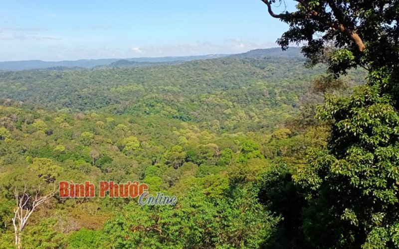 Thực hiện tốt công tác cắm mốc để quản lý diện tích rừng và đất lâm nghiệp