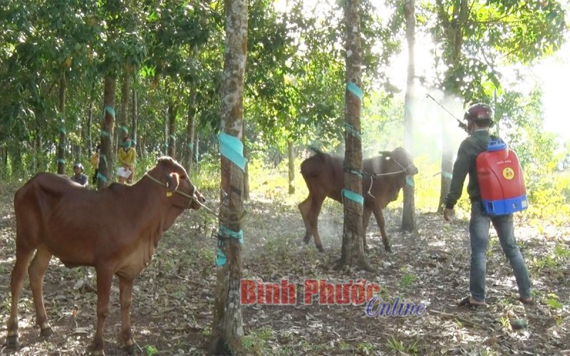 Trao 20 con bò giống cho tổ hợp tác nuôi bò ấp 6, xã Thanh Hòa