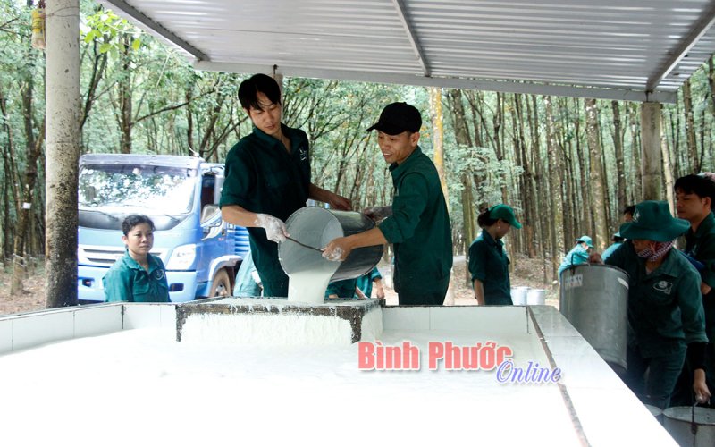 Bình Phước có 4 công ty cao su lọt tốp 100 doanh nghiệp bền vững năm 2021