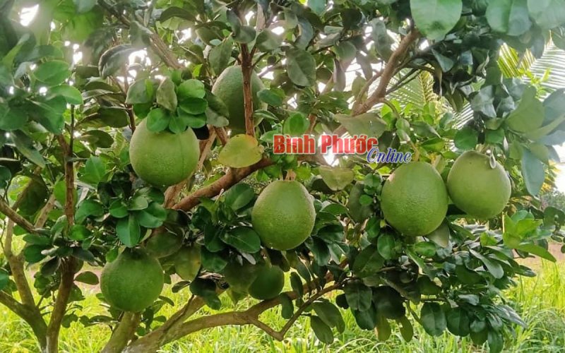 Bình Phước thông qua đề cương các đề án Chương trình phát triển thương mại, dịch vụ 