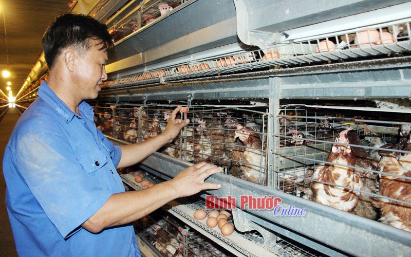 Hướng tới xây dựng vùng chăn nuôi an toàn dịch bệnh