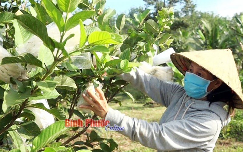 “Nhịp cầu” kết nối nhà nông phát triển kinh tế