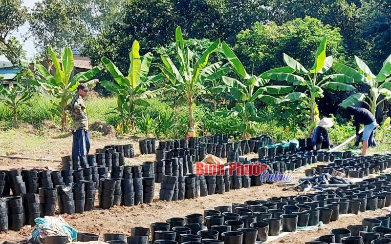 Nông dân Đồng Phú vào vụ hoa tết