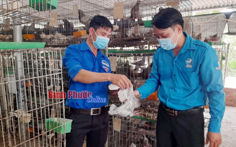 Nuôi bồ câu - mô hình làm giàu cho thanh niên nông thôn