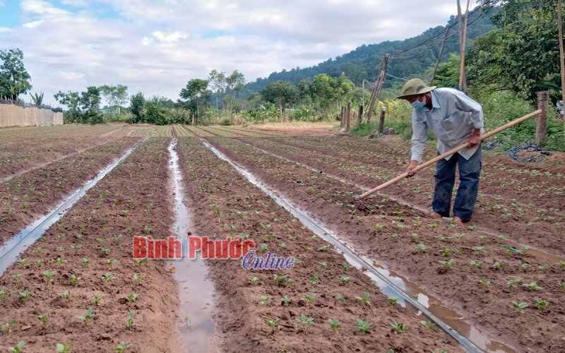 Phố hoa Sơn Long vào xuân sớm