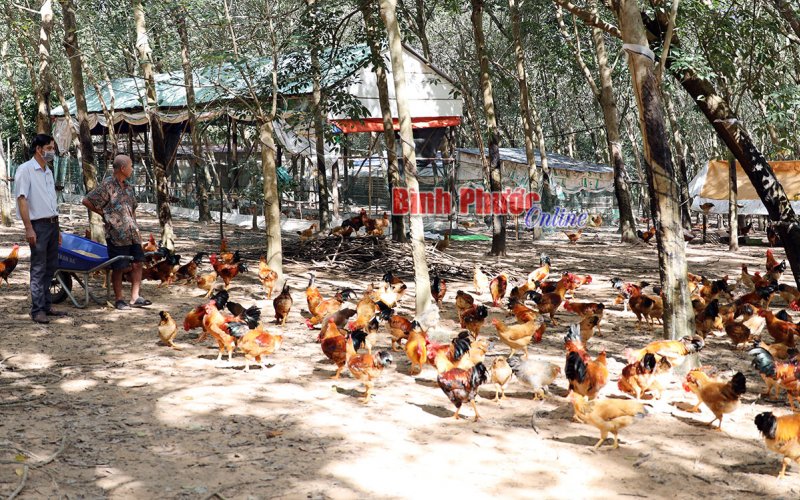 Tăng thu nhập từ nuôi gà thả vườn