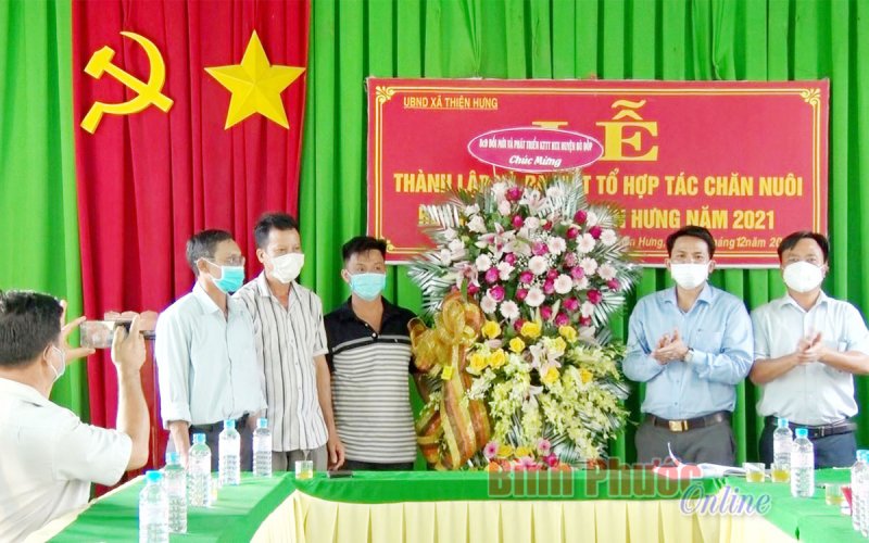 Thiện Hưng thành lập tổ hợp tác nuôi heo rừng lai