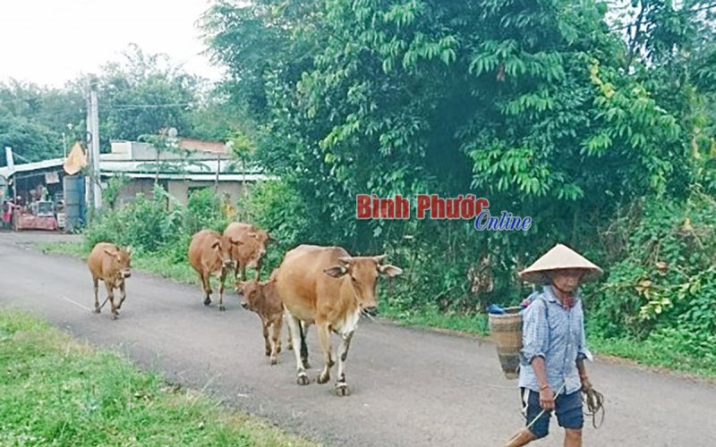 Thoát nghèo từ chương trình hỗ trợ bò giống