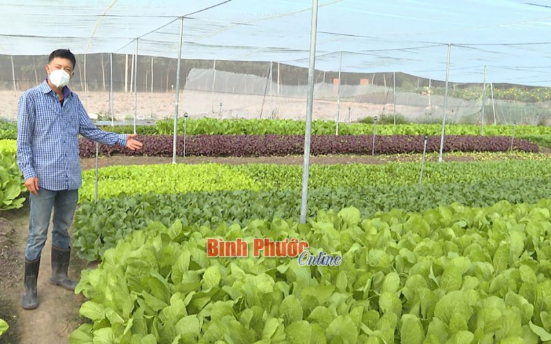 Triển vọng từ trồng rau an toàn