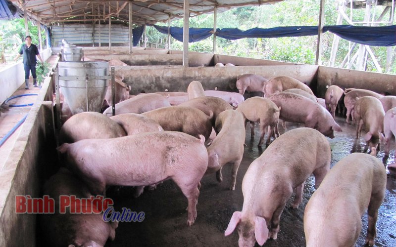 Xử lý dứt điểm, không để dịch tả lợn châu Phi lây lan diện rộng