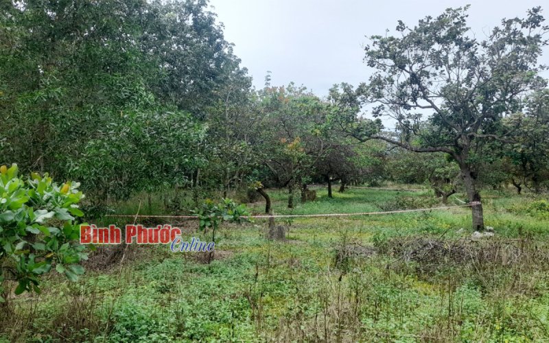 Bình Phước: Nam thanh niên tử vong trong vườn điều