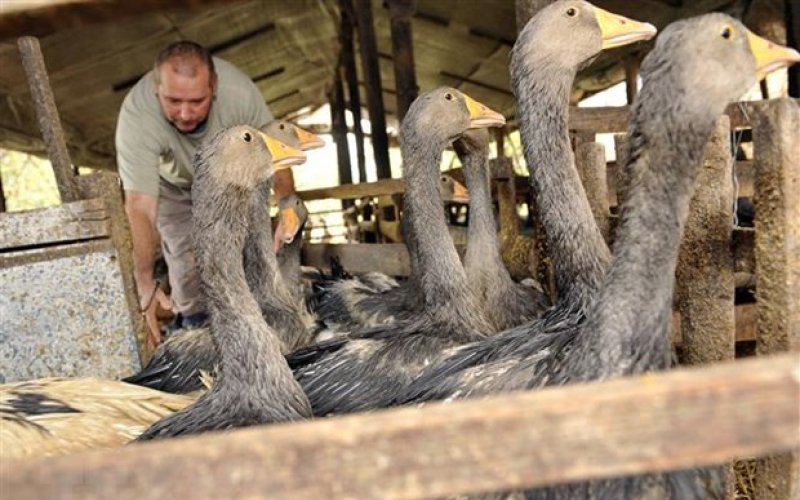 Châu Âu đối mặt dịch cúm gia cầm nghiêm trọng nhất từ trước đến nay