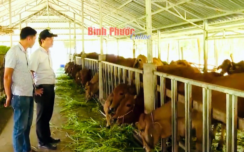 Động lực từ chương trình nông thôn miền núi 