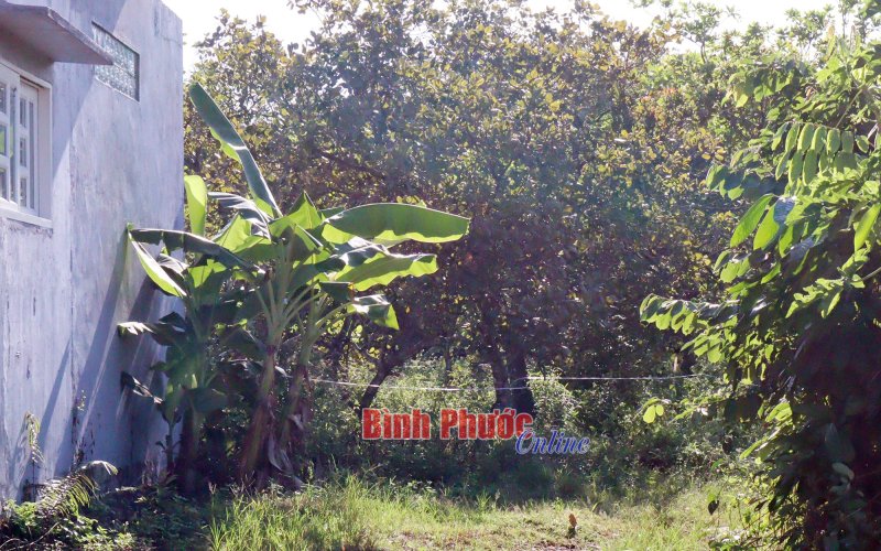 Đồng Xoài: Xác minh danh tính thi thể người đàn ông trong vườn điều