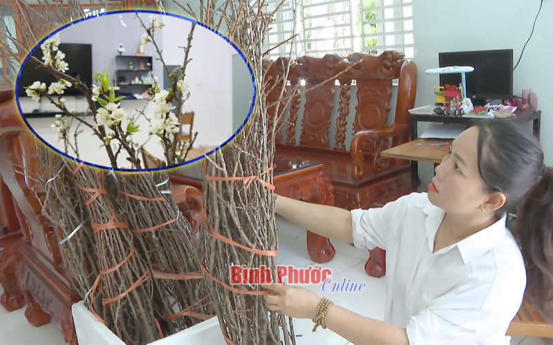 Hoa rừng xuống phố