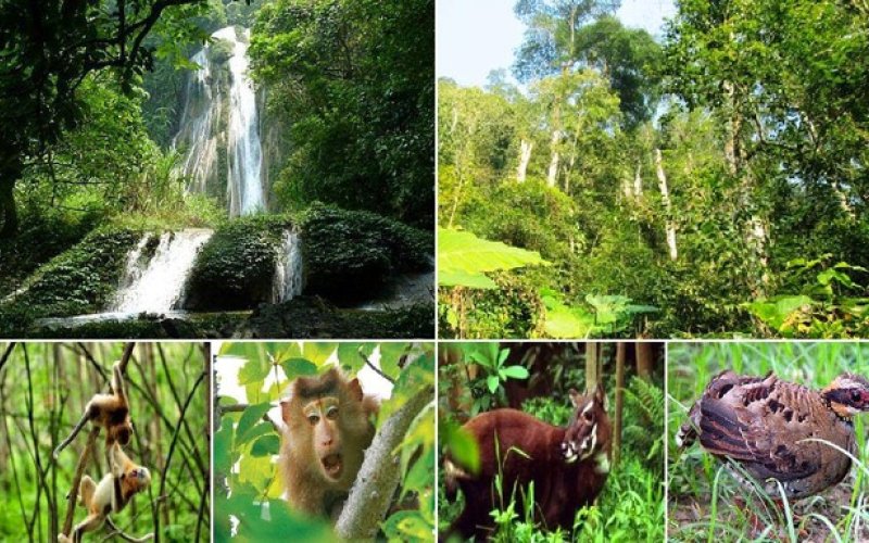 Tăng cường phòng, chống tội phạm về đa dạng sinh học