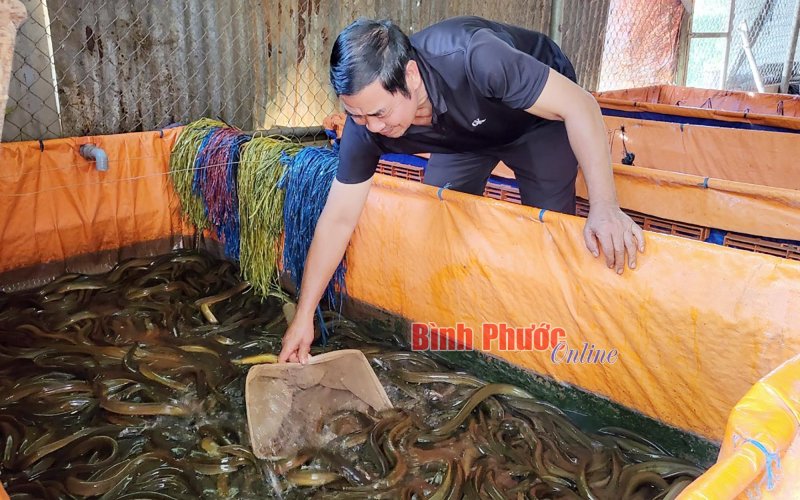 Thu nhập khá từ nuôi lươn không bùn