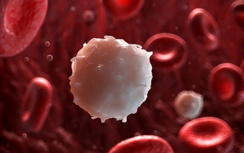 Triển vọng của liệu ph&aacute;p mới trong điều trị bệnh bạch cầu cấp t&iacute;nh