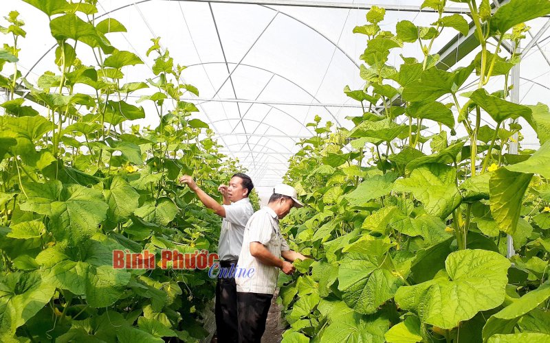 Ứng dụng công nghệ mới, tăng năng suất dưa lưới