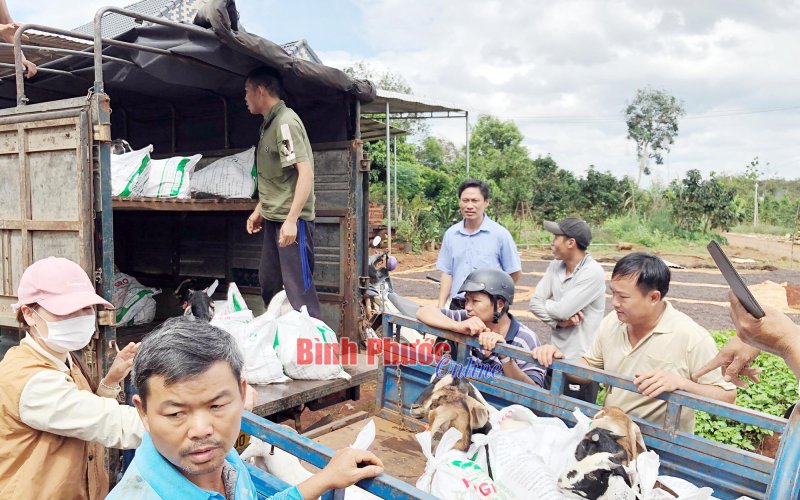 Ứng dụng kỹ thuật trong nuôi dê lai hướng thịt