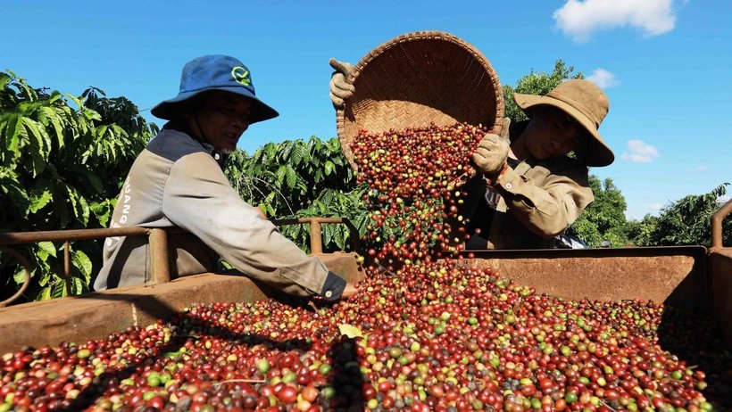 Cà phê kỳ vọng sẽ phá kỷ lục về giá trị xuất khẩu trong năm 2023