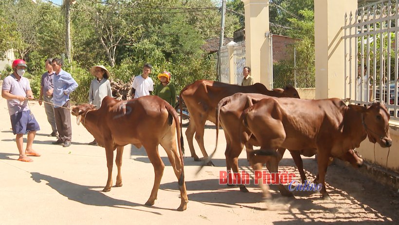 Chơn Thành: Bàn giao bò sinh sản cho 14 hộ khó khăn