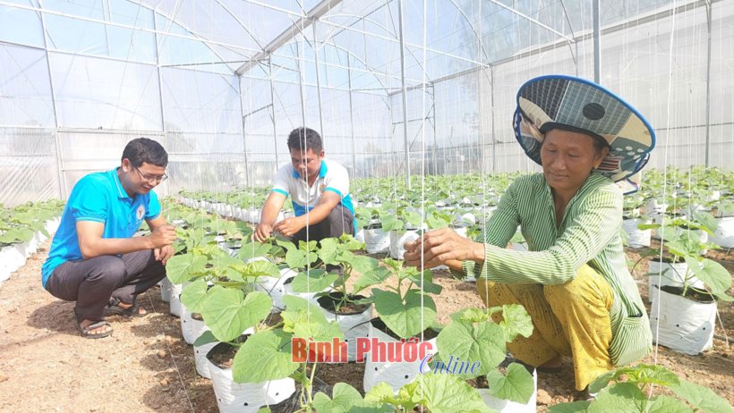Chuẩn bị “trái ngọt” cho thị trường tết