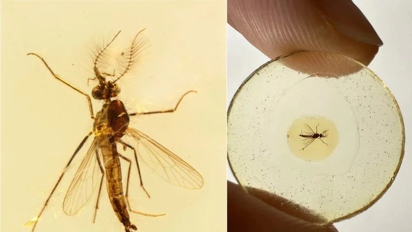 Hóa thạch của muỗi lâu đời nhất tiết lộ một bí mật bất ngờ