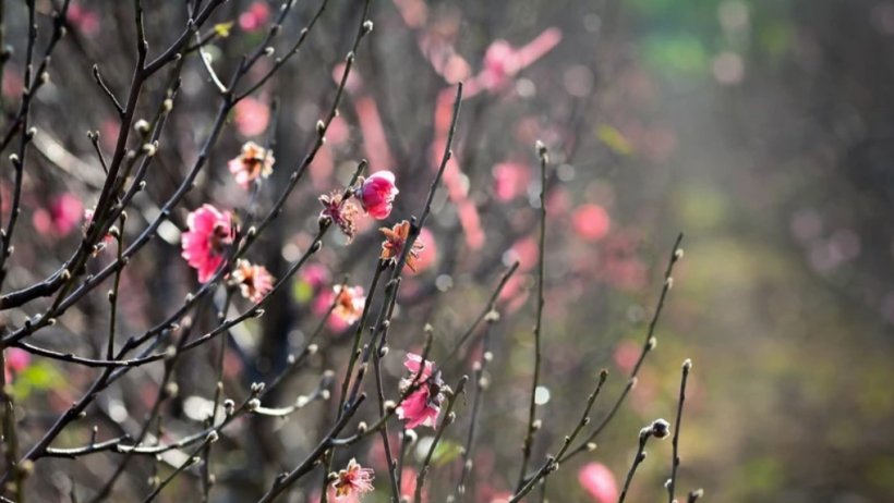 Quyết định của Chủ tịch nước về việc tặng quà Tết Nguyên đán Giáp Thìn 2024