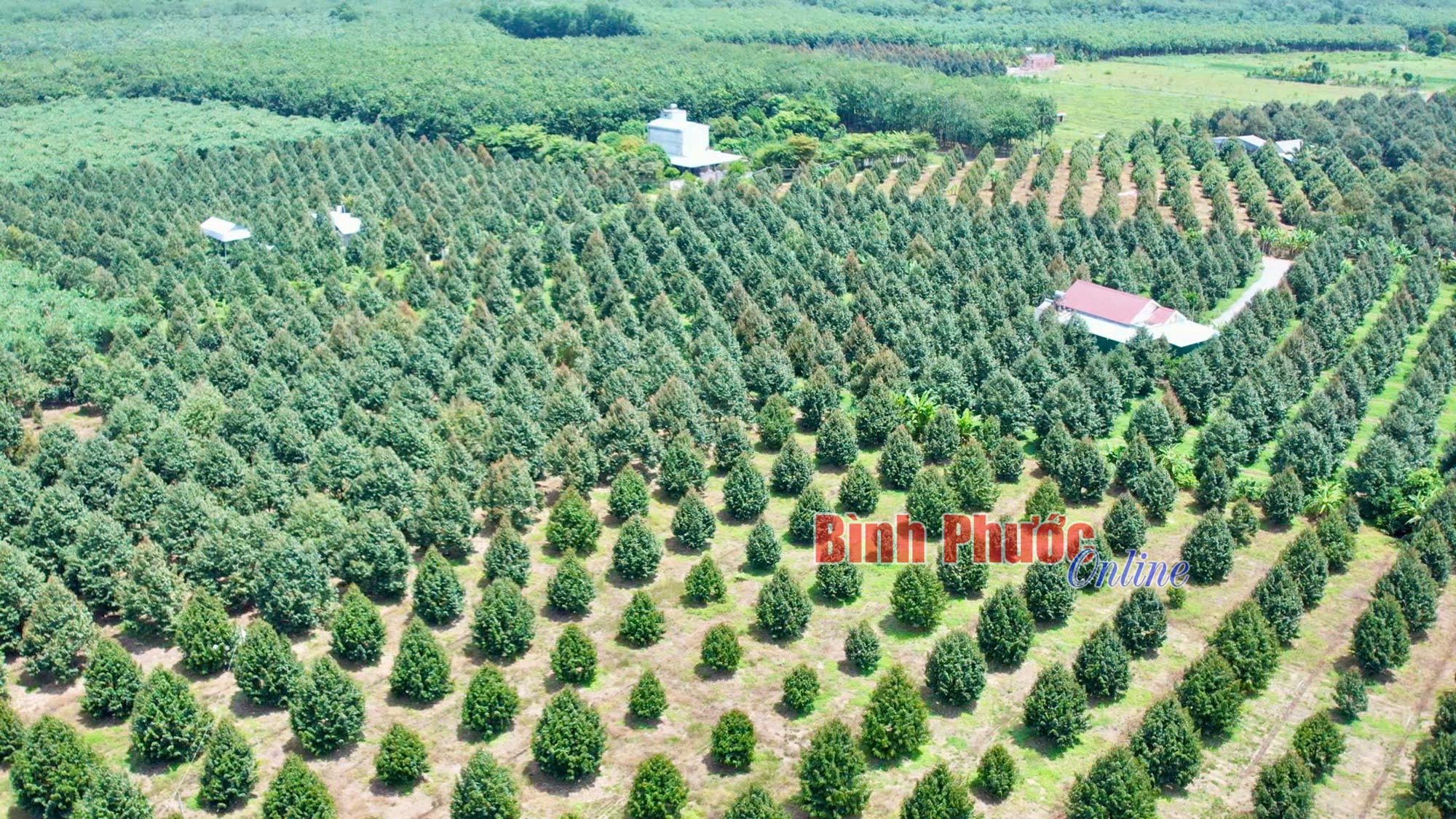 Bình Phước sẽ vươn mình trở thành điểm sáng nông nghiệp 