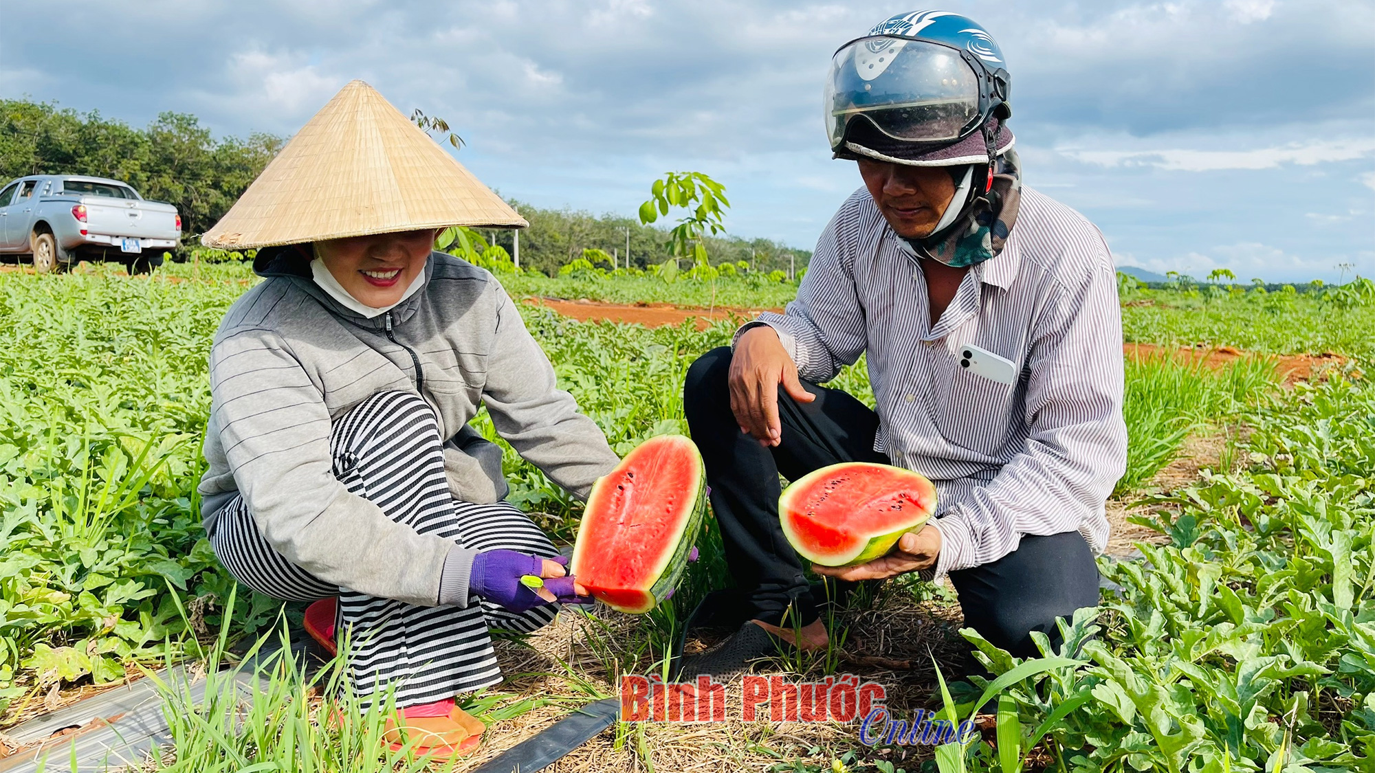 Giá dưa hấu bất ngờ chạm đáy, nông dân lỗ nặng