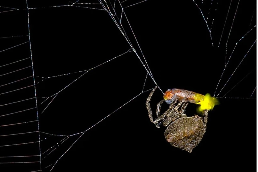 Nhện có thể dụ đom đóm đực “sa lưới” bằng “tiếng gọi của tình yêu”