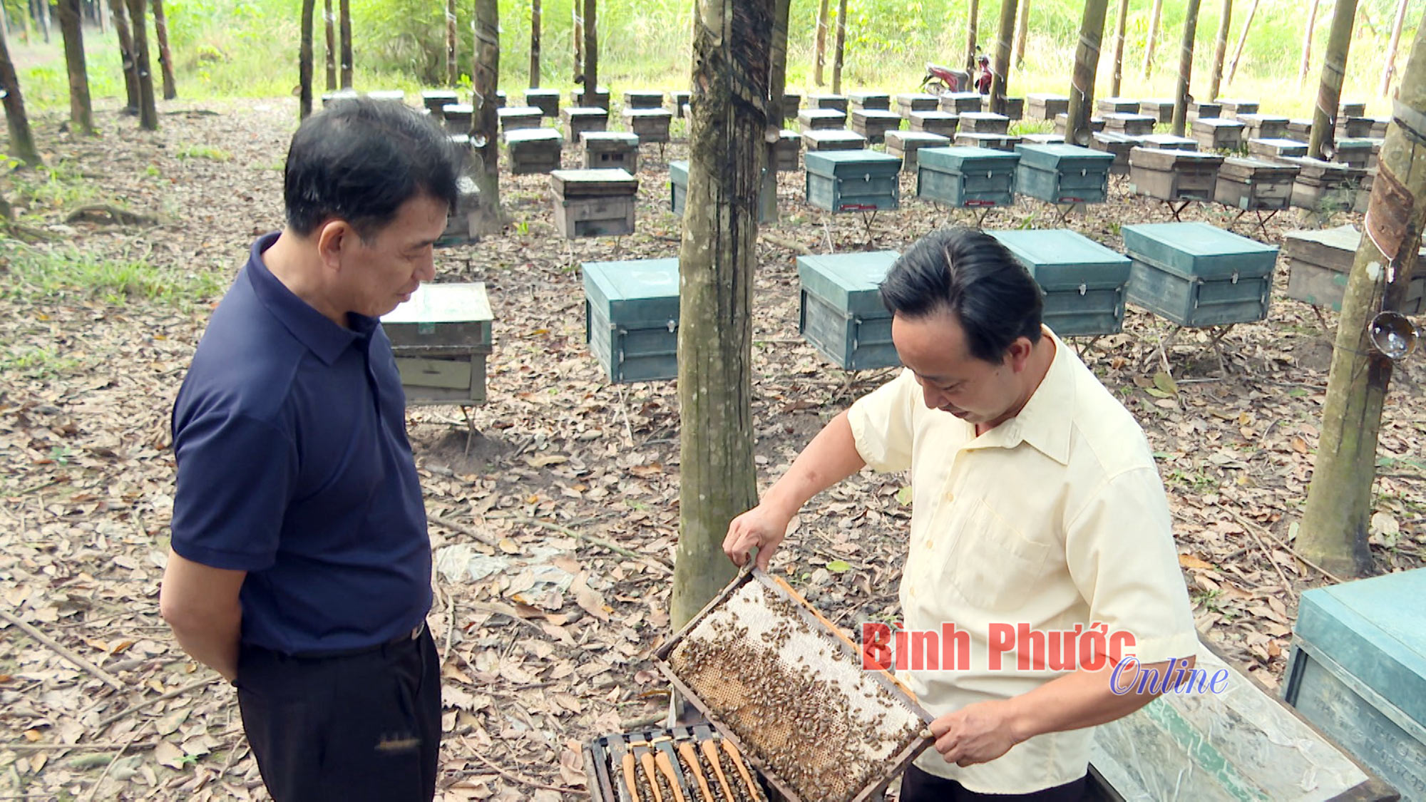 Nuôi ong lấy mật: Nhiều nỗi lo trước mùa vụ mới