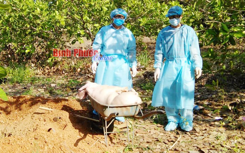 Đồng Phú công bố hết dịch tả lợn châu Phi tại xã Thuận Lợi