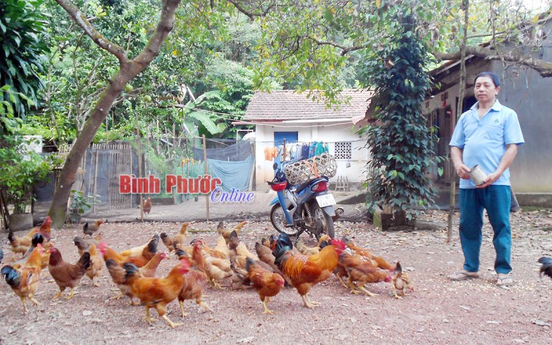 Đồng Phú hướng tới vùng chăn nuôi an toàn