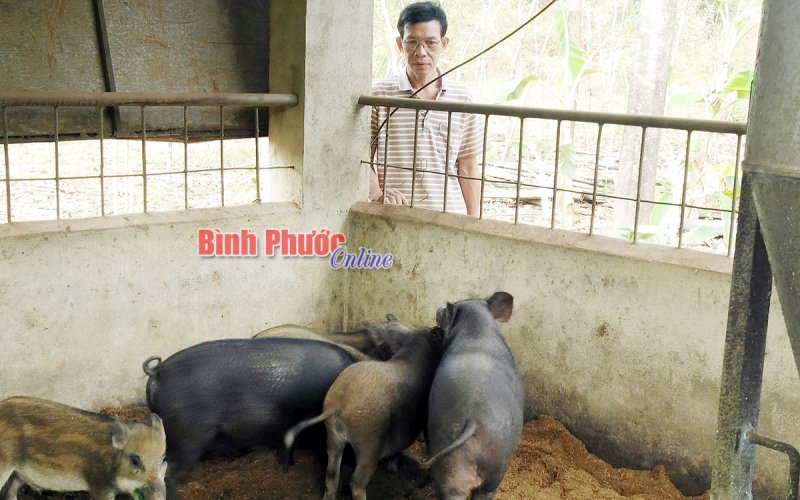 Liên kết - đòn bẩy phát triển chăn nuôi nhỏ lẻ 