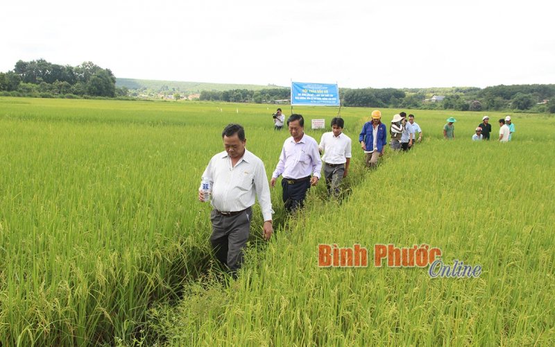 Năm 2020, giá trị sản xuất nông, lâm nghiệp, thủy sản đạt trên 28.780 tỷ đồng