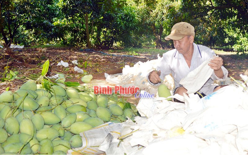 Nhà vườn tất bật vào vụ trái cây tết