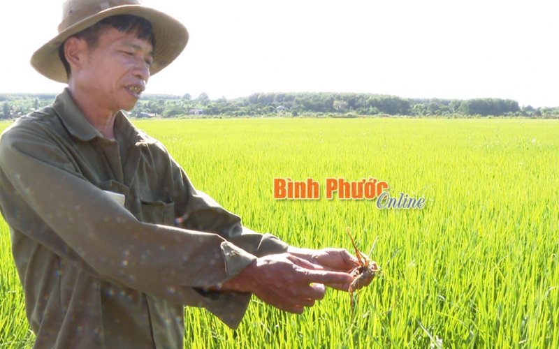 Nông dân Bù Đốp tập trung chăm sóc lúa đông xuân