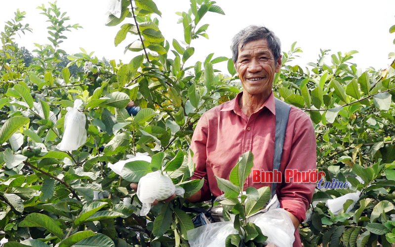 Nông dân Quang Minh rộn ràng mùa ổi tết